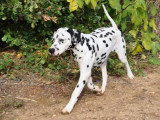 Les Chiens de Florence