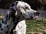 Les Chiens de Florence