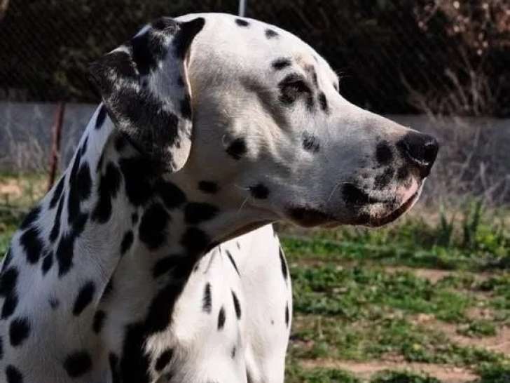 Les Chiens de Florence