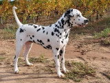 Les Chiens de Florence