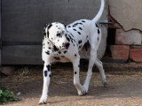 Les Chiens de Florence