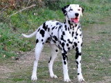 Les Chiens de Florence