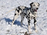 Les Chiens de Florence