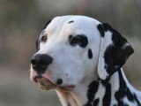 Les Chiens de Florence