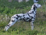 Les Chiens de Florence
