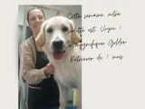 venez découvrir nos chiens de la semaine sur notre site internet www.lesalonella.fr