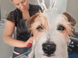 le salon ELLA toilettage canin à Beaurains