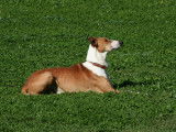 Le bon chien DOdile