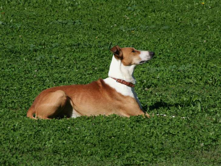 Le bon chien DOdile