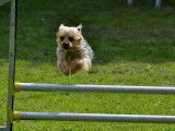 Le bon chien DOdile