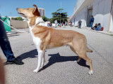 Le bon chien DOdile