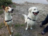 Le bon chien DOdile