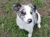Le bon chien DOdile