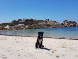 Le bon chien DOdile