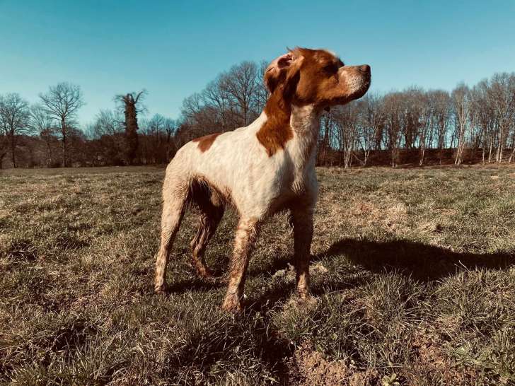 Le Clos des Jarousses