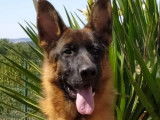 Scar De Xéna De La Feuillade, mâle berger allemand, LOF et confirmé. Disponible pour saillies
