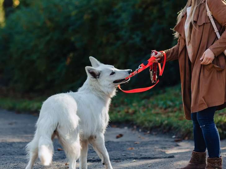 &Eacute;ducation canine 31