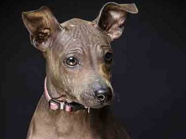 American hairless best sale terrier elevage