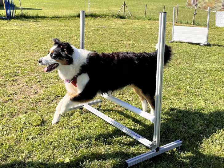 Dog School Academy