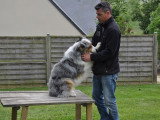 Dog Adikt