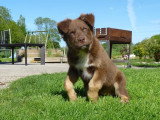 Dog Adikt