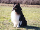 Centre Canin des Plaines Agenaises
