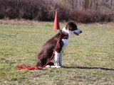 Centre Canin des Plaines Agenaises