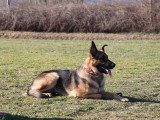 Centre Canin des Plaines Agenaises
