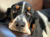 Centre Canin des Plaines Agenaises