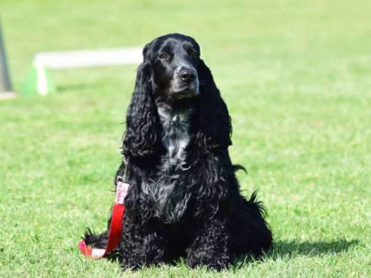 Centre Canin des Plaines Agenaises