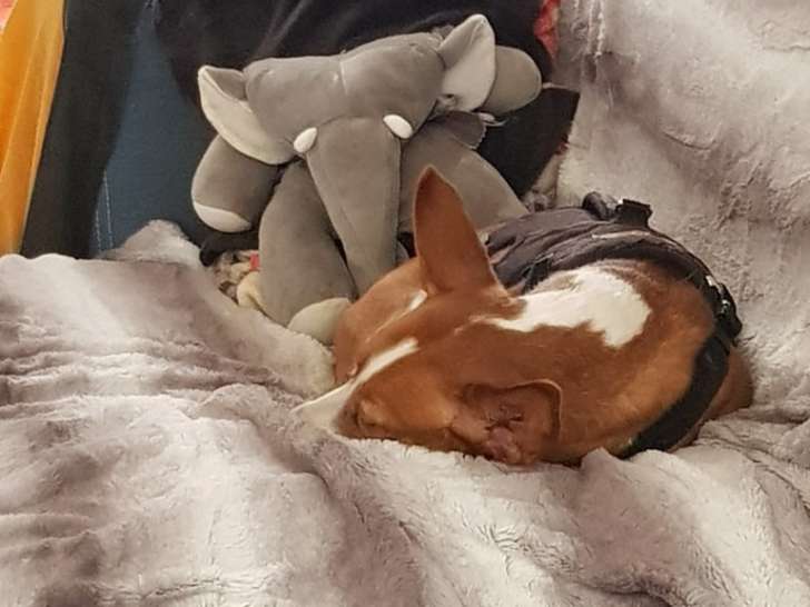 Dogs Addiction