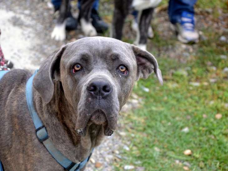 Club Canin Arzenaise