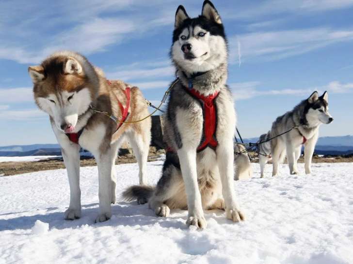 Fédération Française de Pulka et Traîneau à Chiens (FFPTC)