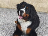 Humeurs de chien
