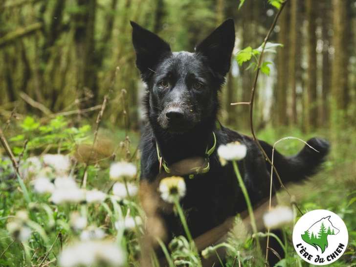 L'Ère du Chien