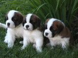Napoleo Saint Bernards