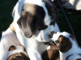 Napoleo Saint Bernards