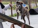 Club Canin du Revermont