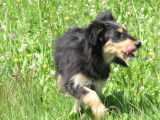 Club Canin du Revermont