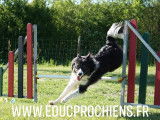 Educprochiens