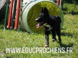 Educprochiens