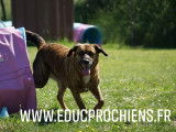 Educprochiens