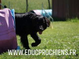 Educprochiens