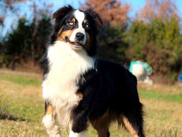 Les Bergers Du Mistral