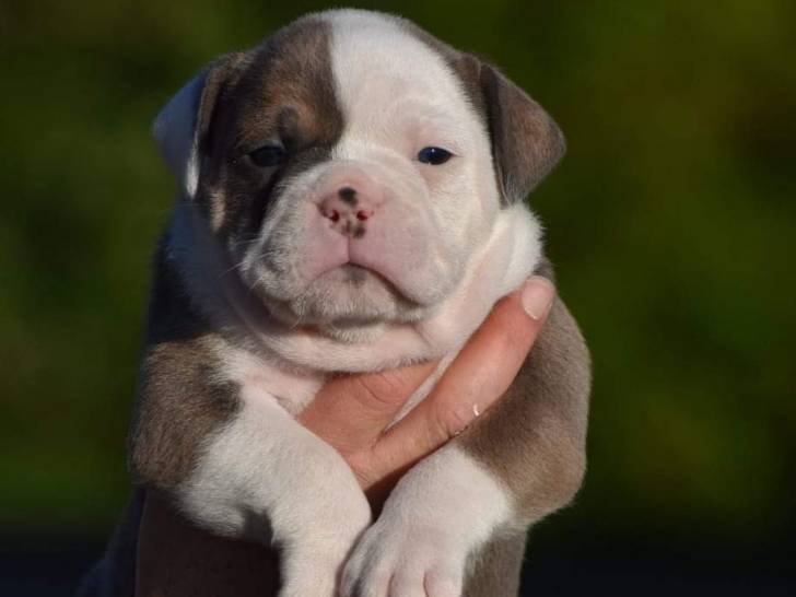 Bulldog Family