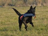 EduK'dog58