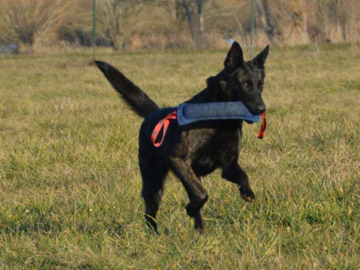 EduK'dog58