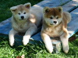 Akita Imperial