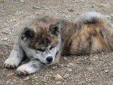 Akita Imperial