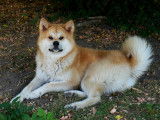 Akita Imperial